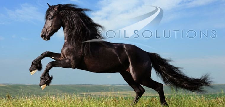 equestrian2