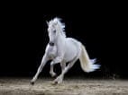 equestrian