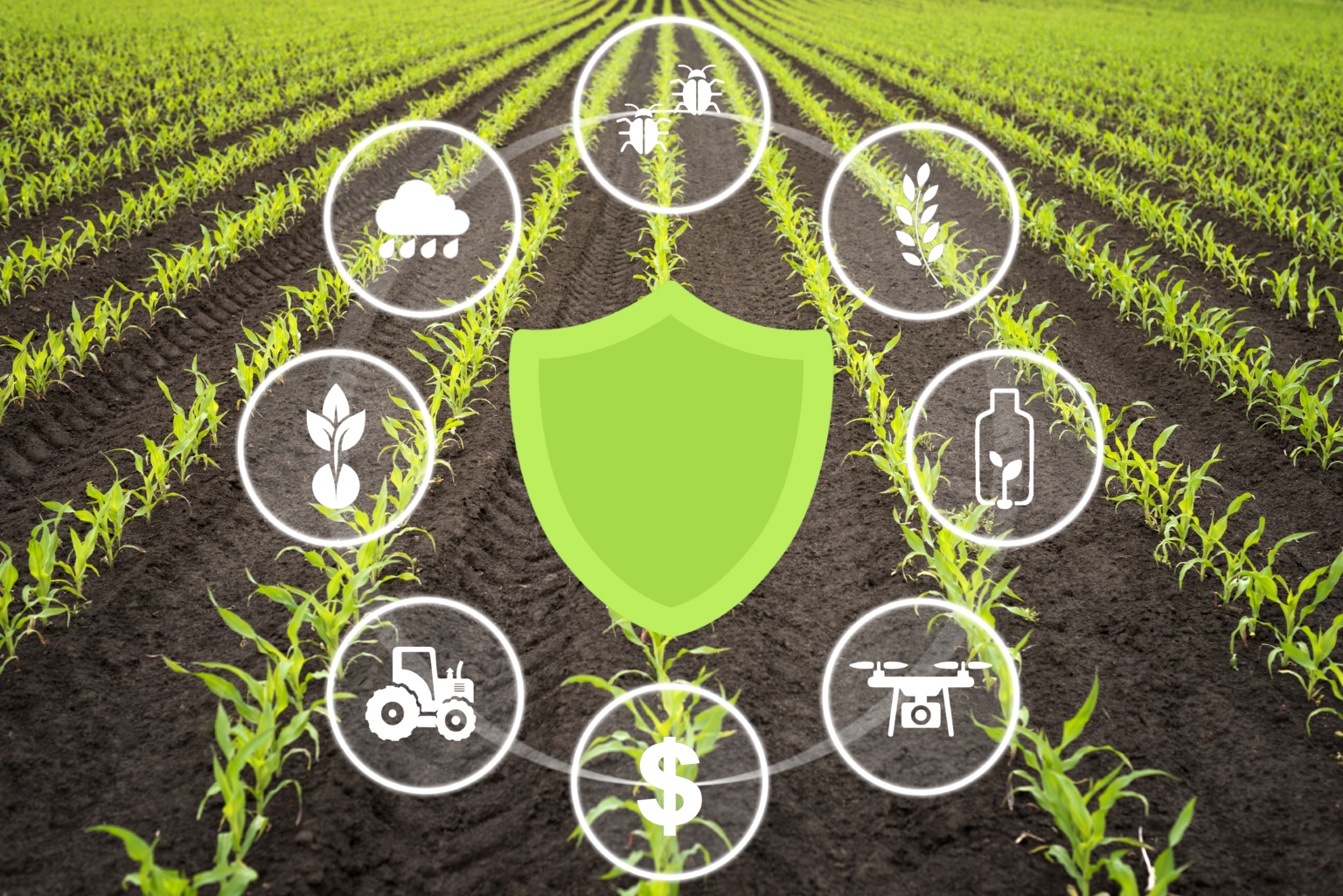 Crop Protection. Crop Protection Chemical treatments. Корникос гербицид для каких культур. Plant protection